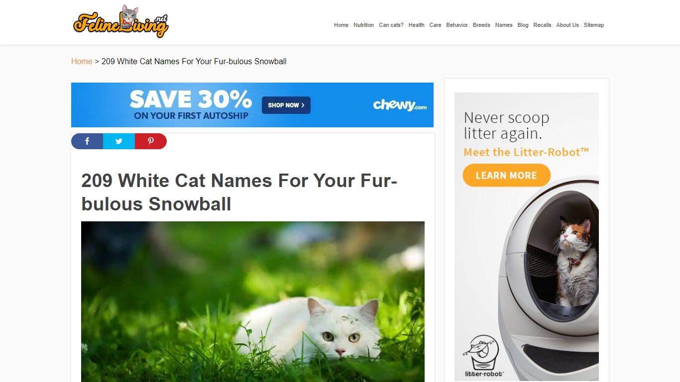 White Cat Names: 200+ Best Names For Your Snowball! - FelineLiving.net